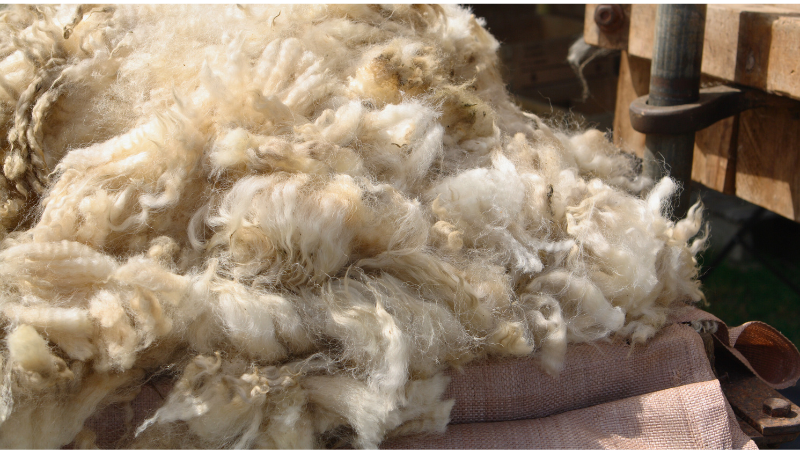 wool fiber