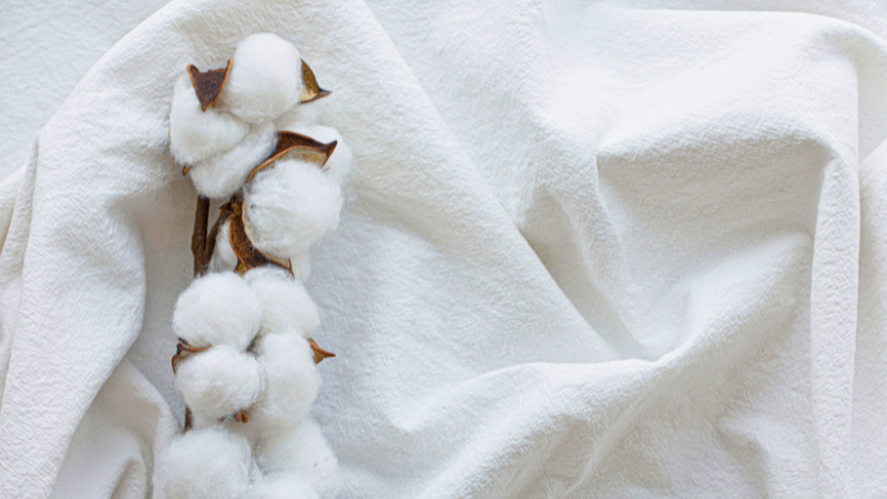Cotton fiber